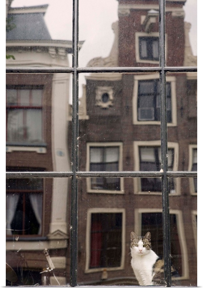 Netherlands, Nederland, North Holland, Noord-Holland, Amsterdam, Cat by window and reflection of buildings