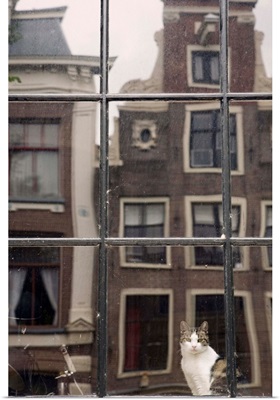 Netherlands, North Holland, Amsterdam, Cat by window and reflection of buildings