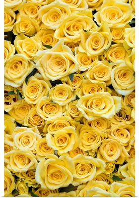 Netherlands, North Holland, Amsterdam, Yellow roses for sale at Albert Cuypmarkt