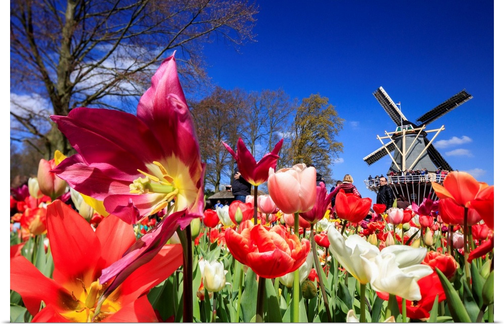 Netherlands, South Holland, Benelux, Lisse, Keukenhof Gardens, Keukenhof Tulip gardens near Amsterdam.