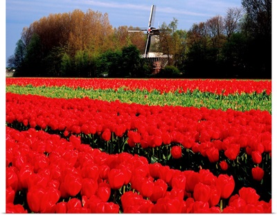 Netherlands, Tulip field and windmill