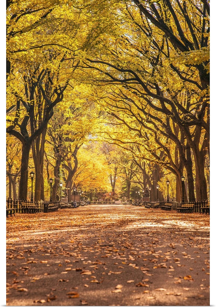 New York, New York City, Central Park, Elm Tree lined walk