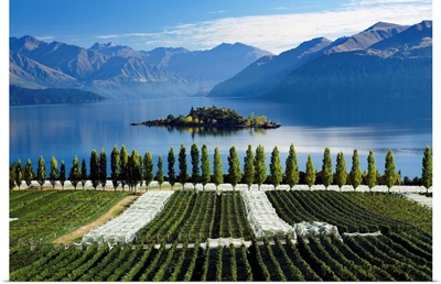 New Zealand, South Island, Central Otago, Rippon vineyards and Lake Wanaka