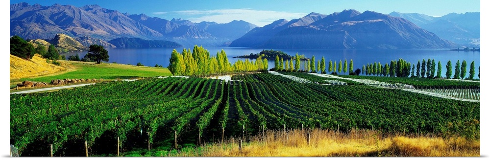 New Zealand, South Island, Lake Wanaka, Rippon vineyards