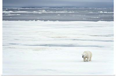 Norway, Svalbard Islands, Longyearbyen, Polar Bear