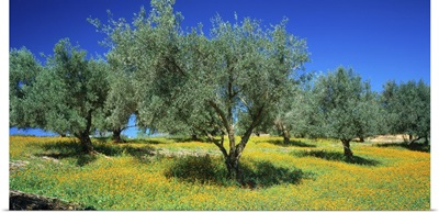 Olive trees, Olive yard and meadow