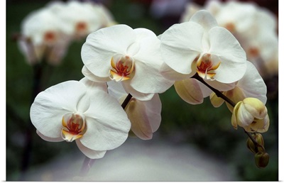 Orchid (Phalenopsis Perth)