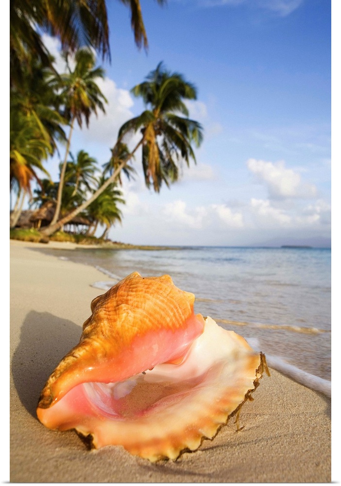 Panama, San Blas, Caribbean, Caribs, Kuanidup island, sea shell