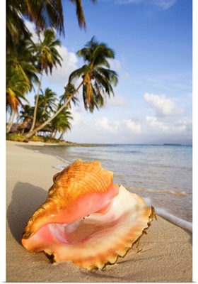 Panama, San Blas, Kuanidup Island, sea shell