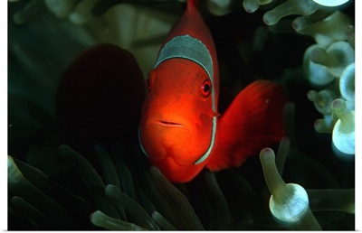 Papua New Guinea, Clownfish