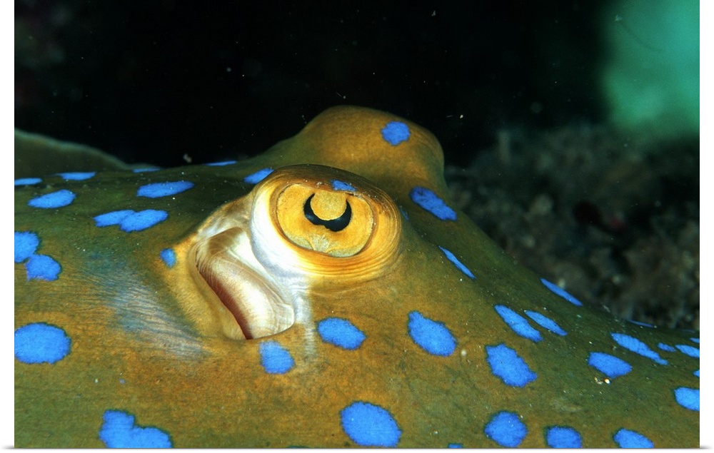 Papua New Guinea, Ray, Blue Spotted Ray