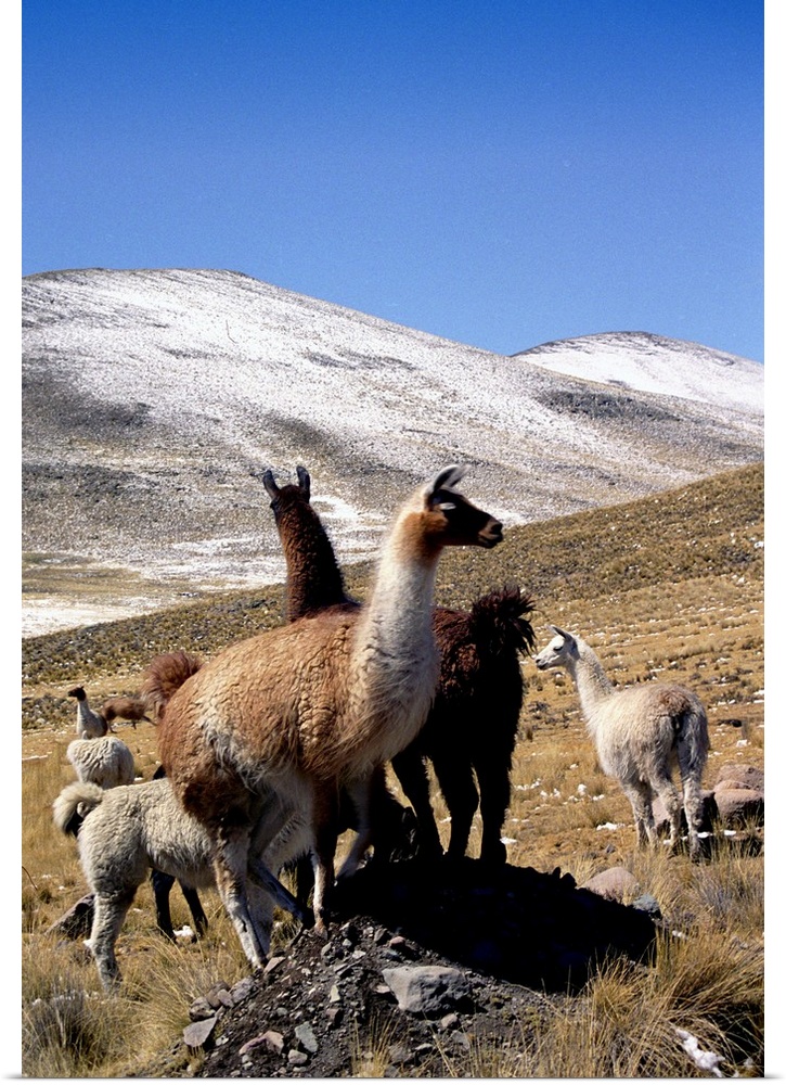 Peru, Puno, Abra la Raya pass, alpacas