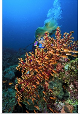 Philippines, Dakak, School of Tropical Anthias near a soft coral
