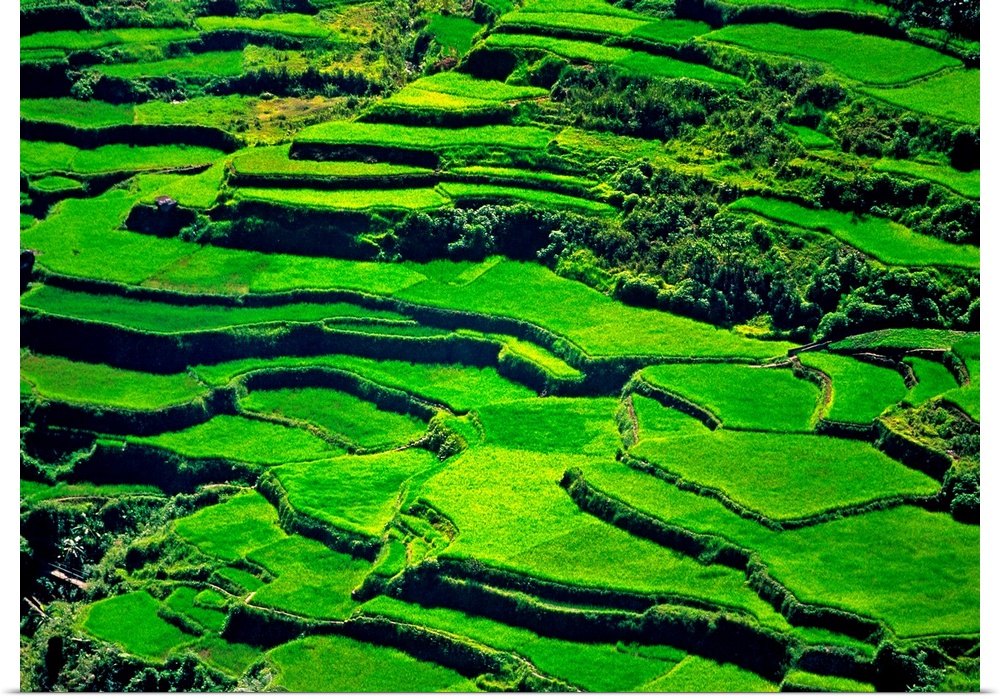 Philippines, Luzon, Barangay, Rice terraces near Barangay (UNESCO World Heritage)