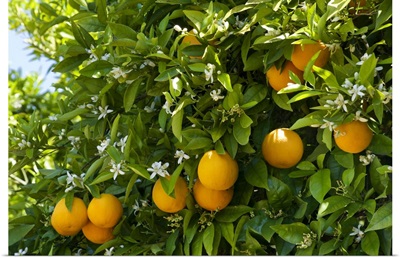 Portugal, Faro, Silves, Oranges and blossom on a tree in an Algarve orange grove