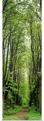 Russia, Moscow Oblast, Moscow, park of estate Kuskovo, vertical panorama