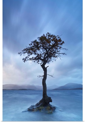 Scotland, Trossachs National Park, Loch Lomond, Scot pine growing out from the lake