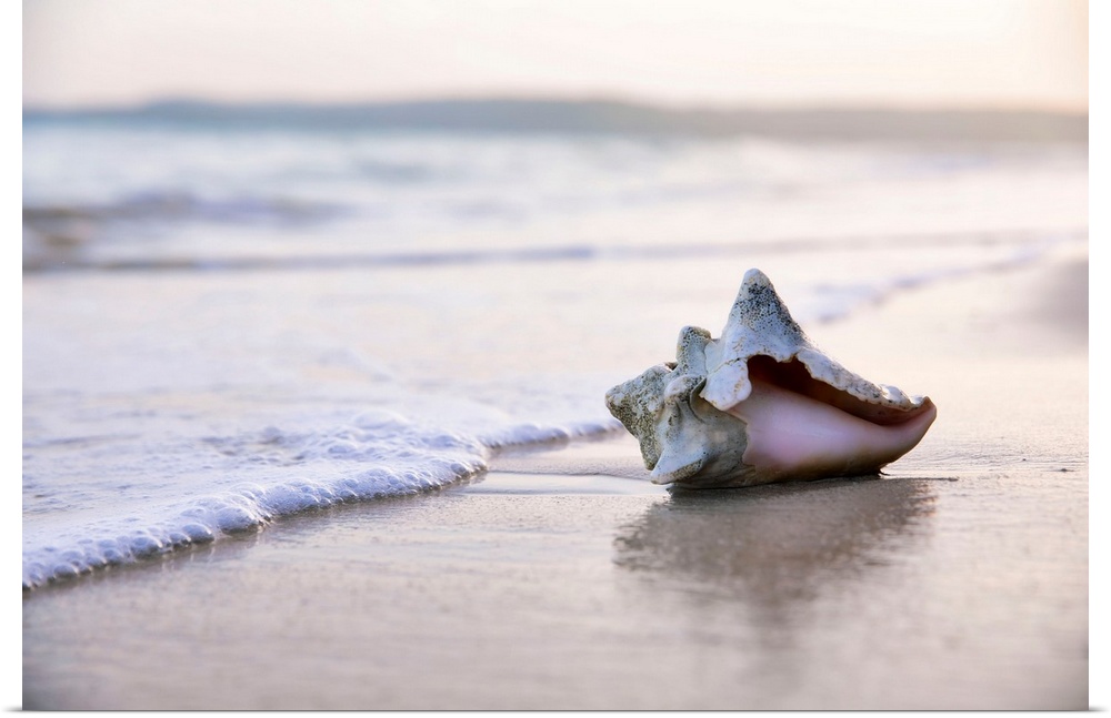 Seashell on beach surf.