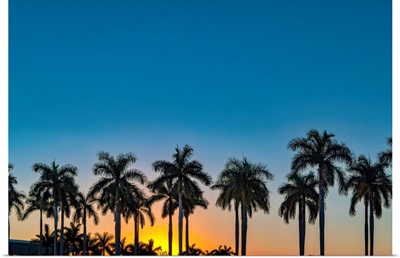 Silhouette Of Palm Trees At Sunset