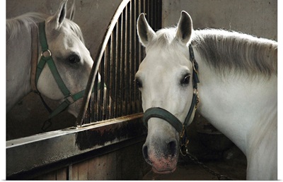 Slovenia, Kras plateau, Lipica Stud Farm, white horses in the stable