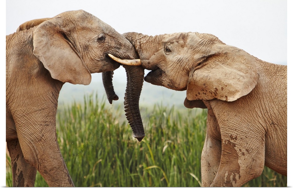 South Africa, Western Cape, Port Elizabeth, Addo Elephant National Park, Young bull elephants greet each other at the wate...