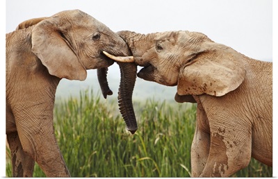 South Africa, Addo Elephant National Park, Young Bull Elephants Greet Each Other