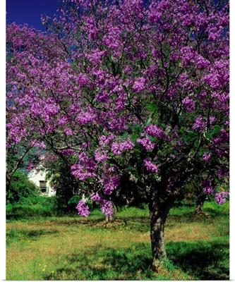 South Africa, Cape Peninsula, Jacaranda tree