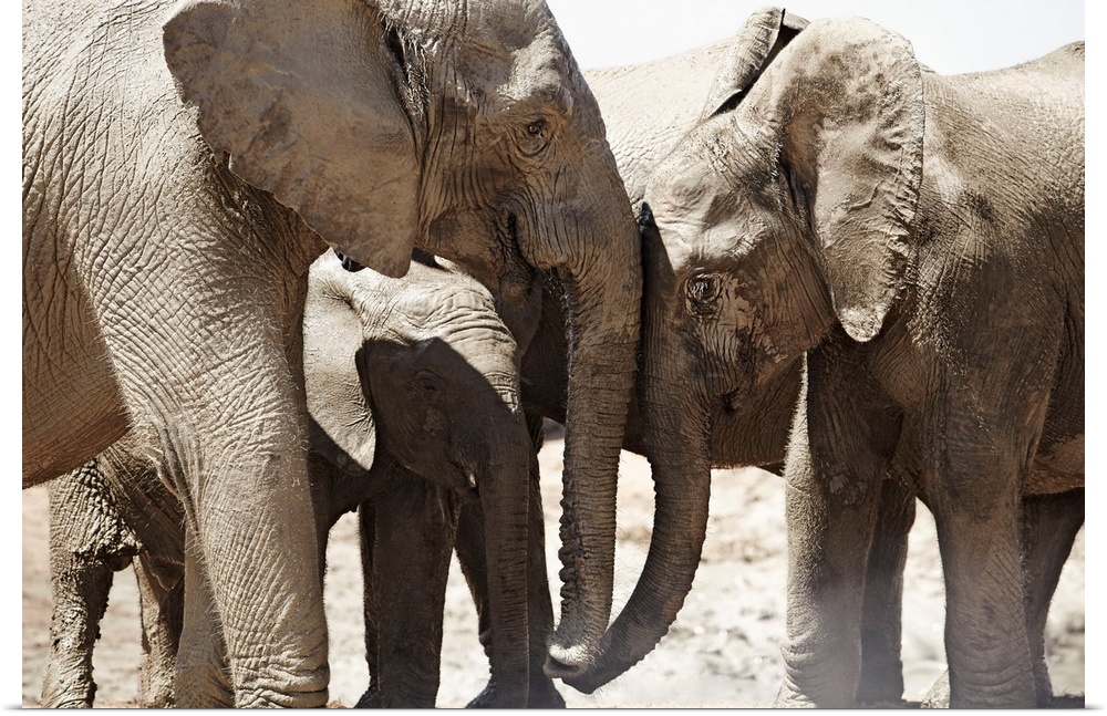 South africa, eastern cape, addo elephant national park, sundays river valley, african elephants (loxodonta africana).