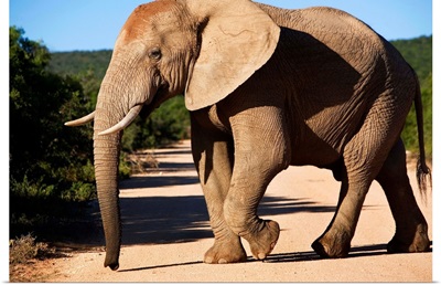South Africa, Eastern Cape, Addo Elephant National Park, elephant