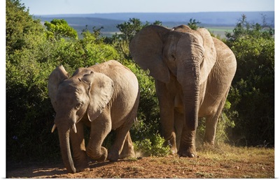South Africa, Eastern Cape, Addo Elephant National Park, elephants