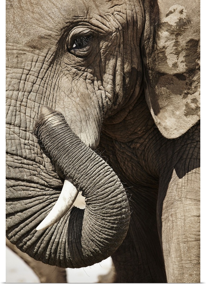 South Africa, Eastern Cape, Addo Elephant National Park, Sundays River Valley, African Elephant (Loxodonta Africana)