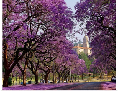 South Africa, Gauteng, Pretoria, Union Building and Jacaranda trees
