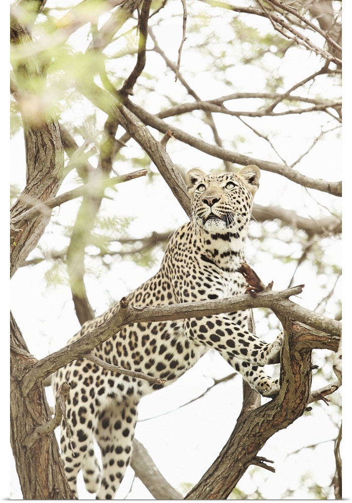 South Africa, Mpumalanga, Kruger National Park, Leopard at the Moholoholo Wildlife Rehabilitation Center