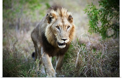 South Africa, Kruger National Park, lion