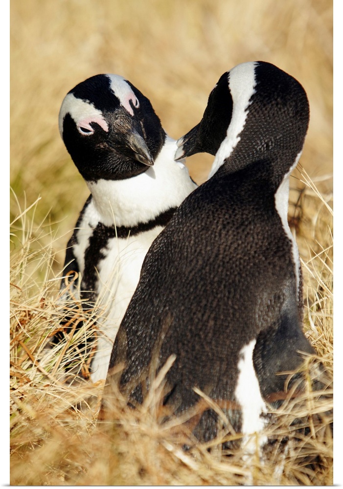 South Africa, Western Cape, Cape Town, African Penguins (Jackass Penguin) at Boulders beach, Simons Town.