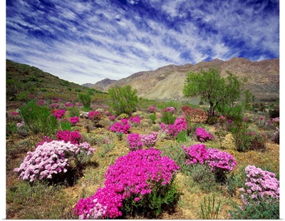 South Africa, Western Cape, Little Karoo plateau, wild flowers near Montagu town