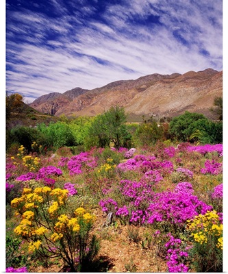 South Africa, Western Cape, Little Karoo plateau, wild flowers near the town of Montagu