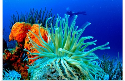 South America,Venezuela, Los Roques, Los Roques National Park, sea anemone