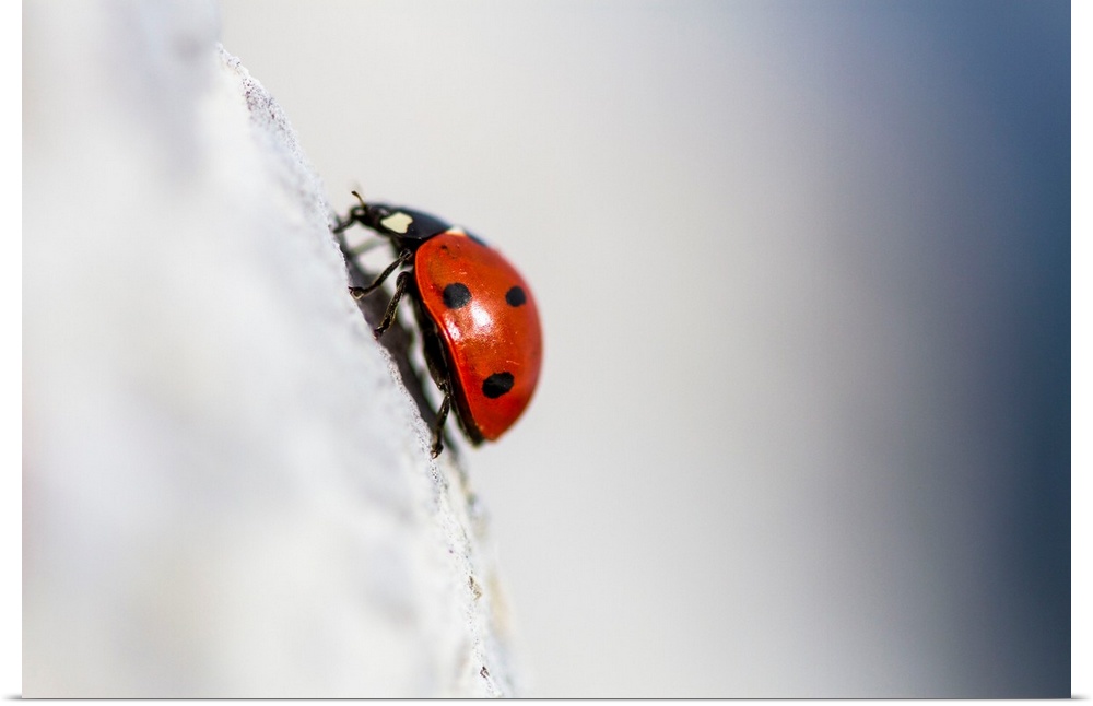 Spain, Andalusia, Ladybird.