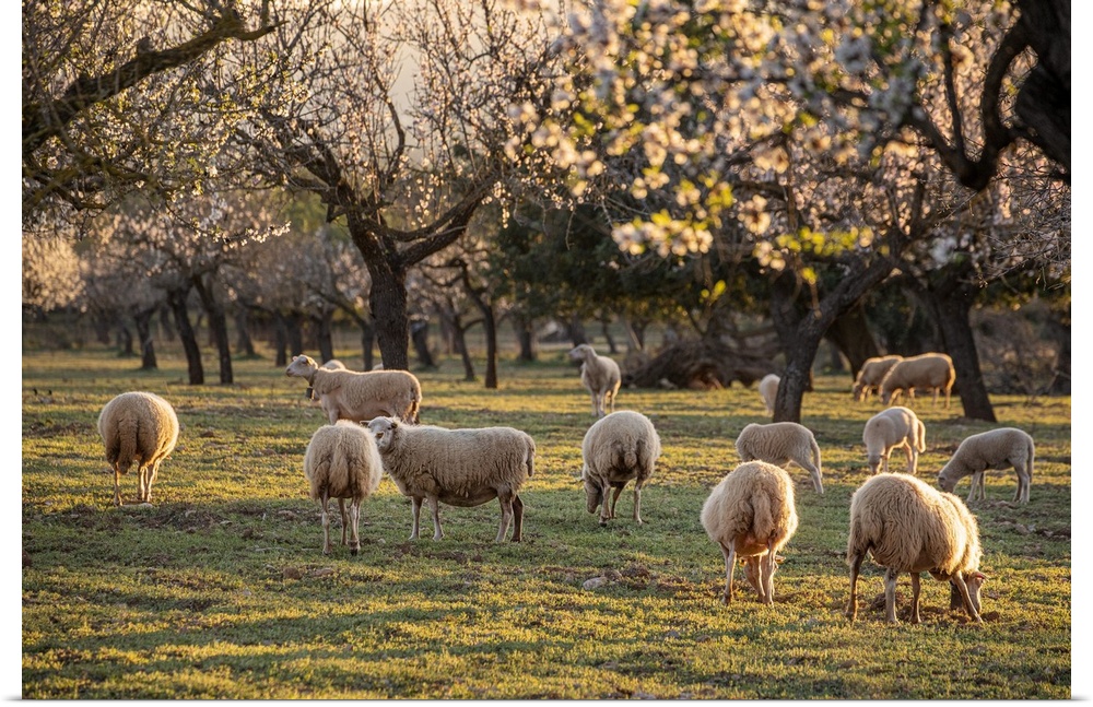 Spain, Balearic Islands, Mallorca, Palmanyola, Serra de Tramuntana, Flock of sheep near Palmanyola, almond blossom in spring.