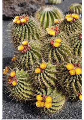 Spain, Canary Islands, Lanzarote, Jardin de Cactus created by Cesar Manrique