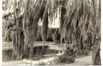 Spanish Moss Tree By Lake