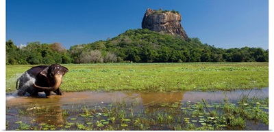Sri Lanka, Ceylon, Central Province, Sigiriya, Lion Rock