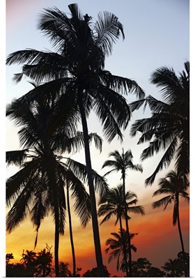 Sri Lanka, Eastern Province, Nilaveli, Palm trees at sunset