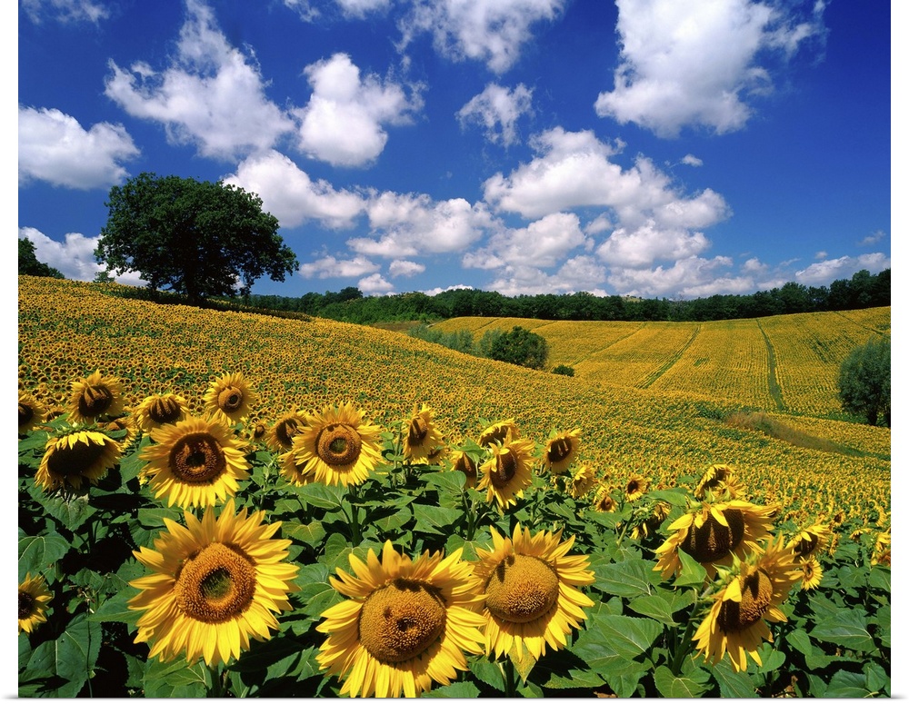 Sunflowers, Italy