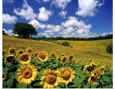Sunflowers, Italy