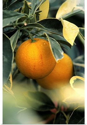 Sweet orange (Citrus sinensis foliis variegatis)