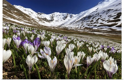 Switzerland, Graubunden, Alps, Crocus Blooming In Juf, Val d'Avers