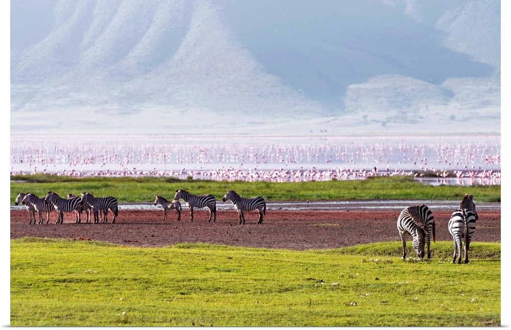 Tanzania, Arusha, Ngorongoro Crater Conservation Area, Magadi Lake in Ngorongoro crater crowded with pink flamingos.
