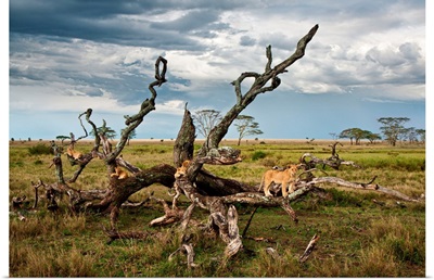 Tanzania, Serengeti National Park, A Lion Pride On A Tree In The Serengeti Near Seronera